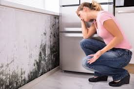 Reliable Altadena, CA Mold Remediation Solutions